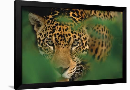 Ready to Pounce-Staffan Widstrand-Framed Giclee Print