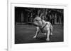 Real Bulldog 1-Moises Levy-Framed Giclee Print