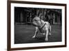 Real Bulldog 1-Moises Levy-Framed Giclee Print