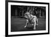 Real Bulldog 1-Moises Levy-Framed Giclee Print