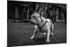 Real Bulldog 1-Moises Levy-Mounted Giclee Print