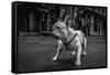 Real Bulldog 1-Moises Levy-Framed Stretched Canvas