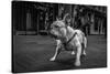 Real Bulldog 1-Moises Levy-Stretched Canvas