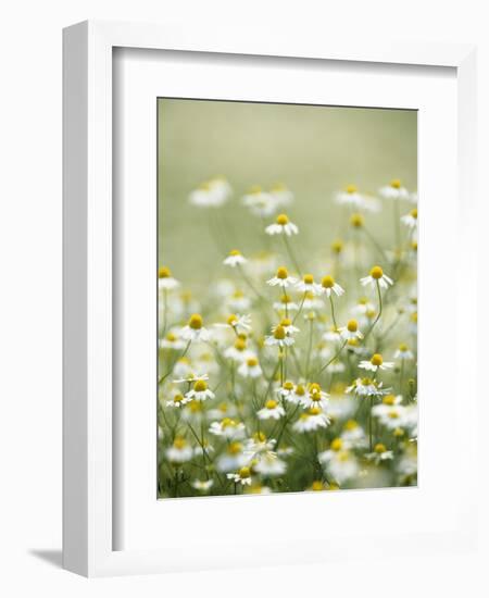 Real Camomile, Chamomilla Recutita-Herbert Kehrer-Framed Photographic Print