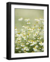 Real Camomile, Chamomilla Recutita-Herbert Kehrer-Framed Photographic Print