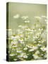 Real Camomile, Chamomilla Recutita-Herbert Kehrer-Stretched Canvas