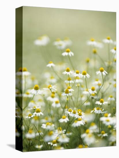 Real Camomile, Chamomilla Recutita-Herbert Kehrer-Stretched Canvas