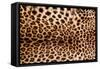 Real Leopard Skin.-William Scott-Framed Stretched Canvas