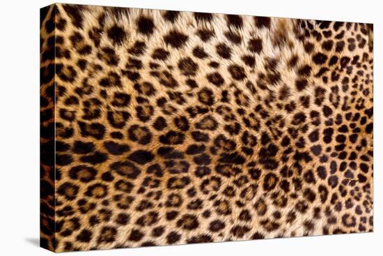 Real Leopard Skin.-William Scott-Stretched Canvas