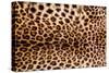 Real Leopard Skin.-William Scott-Stretched Canvas