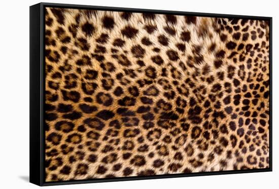 Real Leopard Skin.-William Scott-Framed Stretched Canvas