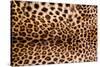 Real Leopard Skin.-William Scott-Stretched Canvas
