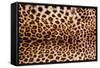 Real Leopard Skin.-William Scott-Framed Stretched Canvas