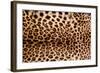 Real Leopard Skin.-William Scott-Framed Photographic Print