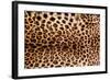 Real Leopard Skin.-William Scott-Framed Photographic Print