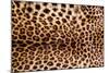 Real Leopard Skin.-William Scott-Mounted Photographic Print