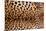 Real Leopard Skin.-William Scott-Mounted Photographic Print