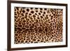 Real Leopard Skin.-William Scott-Framed Photographic Print