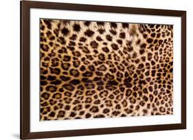 Real Leopard Skin.-William Scott-Framed Photographic Print