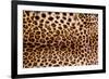 Real Leopard Skin.-William Scott-Framed Photographic Print