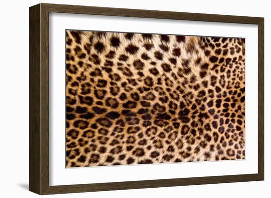 Real Leopard Skin.-William Scott-Framed Photographic Print