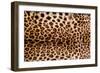 Real Leopard Skin.-William Scott-Framed Photographic Print