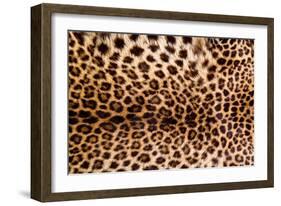 Real Leopard Skin.-William Scott-Framed Photographic Print