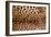 Real Leopard Skin.-William Scott-Framed Photographic Print