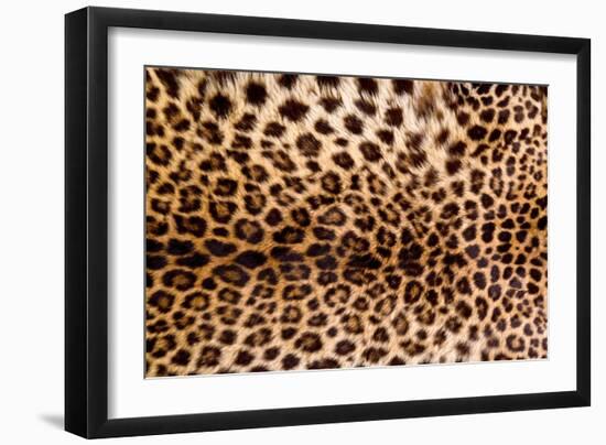 Real Leopard Skin.-William Scott-Framed Photographic Print