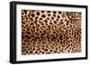 Real Leopard Skin.-William Scott-Framed Photographic Print