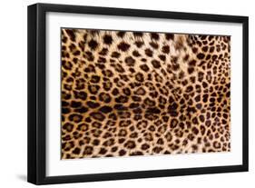 Real Leopard Skin.-William Scott-Framed Photographic Print