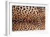 Real Leopard Skin.-William Scott-Framed Photographic Print
