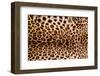 Real Leopard Skin.-William Scott-Framed Photographic Print