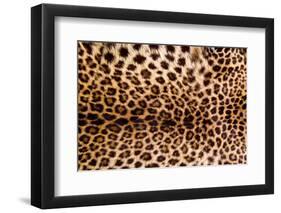 Real Leopard Skin.-William Scott-Framed Photographic Print