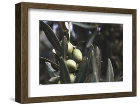 Real Olive Tree Olea Europaea - Detailed Views with Mellow Olives-Petra Daisenberger-Framed Photographic Print