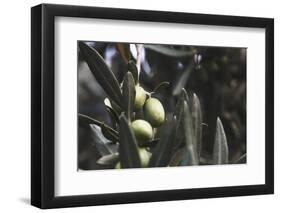 Real Olive Tree Olea Europaea - Detailed Views with Mellow Olives-Petra Daisenberger-Framed Photographic Print