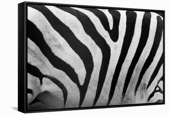 Real Zebra Pattern Close-Up. Black and White Stripes Background-Michal Bednarek-Framed Stretched Canvas