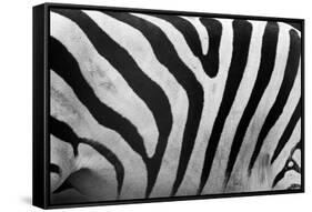 Real Zebra Pattern Close-Up. Black and White Stripes Background-Michal Bednarek-Framed Stretched Canvas