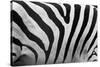 Real Zebra Pattern Close-Up. Black and White Stripes Background-Michal Bednarek-Stretched Canvas