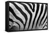 Real Zebra Pattern Close-Up. Black and White Stripes Background-Michal Bednarek-Framed Stretched Canvas