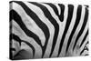 Real Zebra Pattern Close-Up. Black and White Stripes Background-Michal Bednarek-Stretched Canvas
