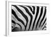 Real Zebra Pattern Close-Up. Black and White Stripes Background-Michal Bednarek-Framed Photographic Print