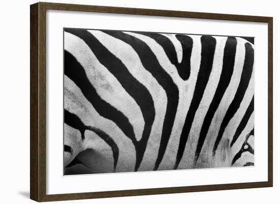 Real Zebra Pattern Close-Up. Black and White Stripes Background-Michal Bednarek-Framed Photographic Print