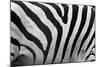 Real Zebra Pattern Close-Up. Black and White Stripes Background-Michal Bednarek-Mounted Photographic Print