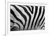 Real Zebra Pattern Close-Up. Black and White Stripes Background-Michal Bednarek-Framed Photographic Print