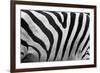 Real Zebra Pattern Close-Up. Black and White Stripes Background-Michal Bednarek-Framed Photographic Print