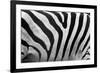 Real Zebra Pattern Close-Up. Black and White Stripes Background-Michal Bednarek-Framed Photographic Print