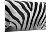 Real Zebra Pattern Close-Up. Black and White Stripes Background-Michal Bednarek-Mounted Photographic Print