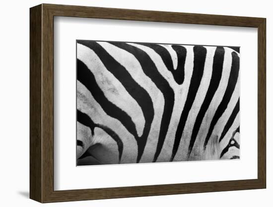 Real Zebra Pattern Close-Up. Black and White Stripes Background-Michal Bednarek-Framed Photographic Print