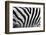 Real Zebra Pattern Close-Up. Black and White Stripes Background-Michal Bednarek-Framed Photographic Print